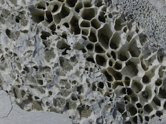 Physeter macrocephalus