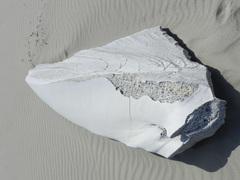 Physeter macrocephalus