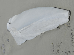 Physeter macrocephalus
