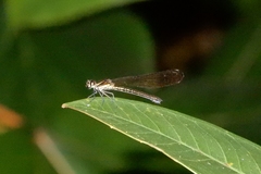 Heliocypha fenestrata