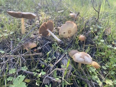 Psathyrella praetenuis