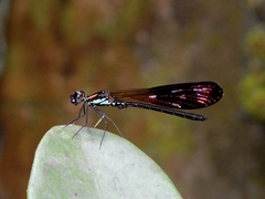 Heliocypha fenestrata