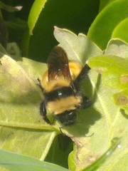 Bombus robustus