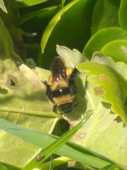 Bombus robustus