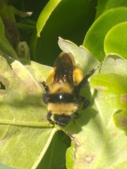Bombus robustus