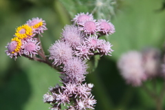 Urolepis hecatantha