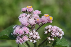 Urolepis hecatantha