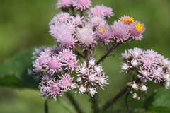 Urolepis hecatantha