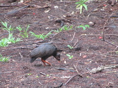 Megapodius reinwardt