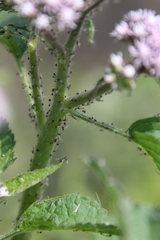 Urolepis hecatantha