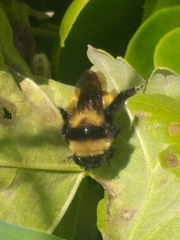 Bombus robustus