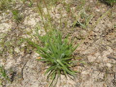 Plantago aristata