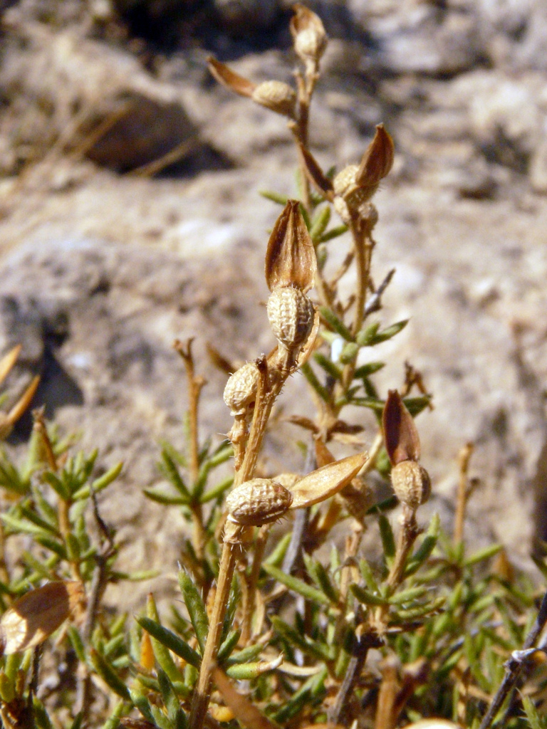 Vella lucentina