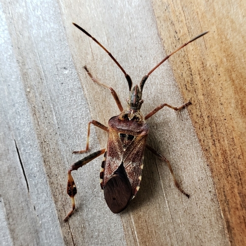Western conifer seed bug