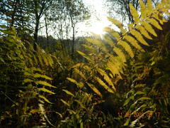Thelypteris palustris