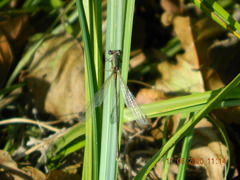 Chalcolestes parvidens