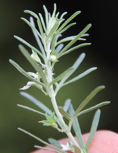 Image of Teucrium trifidum by (c) Tony Rebelo, some rights reserved (CC BY-SA)
