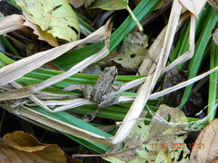 Pelophylax ridibundus