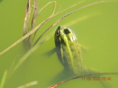 Pelophylax ridibundus
