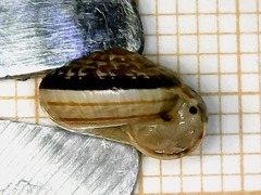 Xeroplexa scabiosula