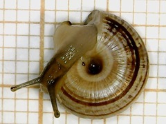 Xeroplexa scabiosula