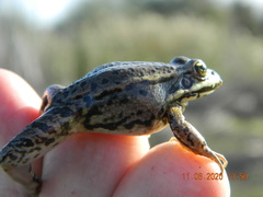 Pelophylax esculentus