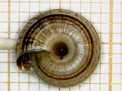 Xeroplexa scabiosula