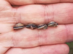 Xeroplexa scabiosula