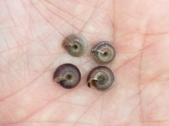 Xeroplexa scabiosula