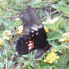 Heraclides anchisiades capys