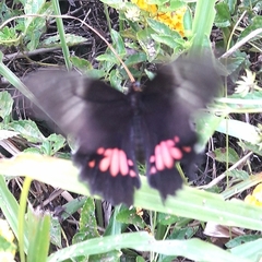 Heraclides anchisiades capys