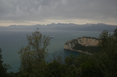 Olea europaea europaea