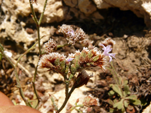 Giant statice (Limonium dufourii)