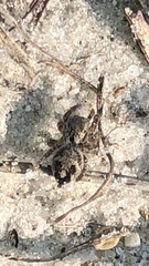 Habronattus coecatus