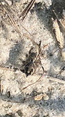 Habronattus coecatus