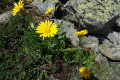 Doronicum clusii