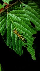 Ectotrypa
