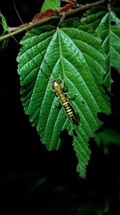 Ectotrypa