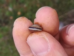 Xeroplexa scabiosula
