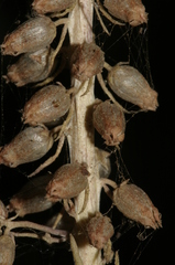 Umbilicus patens
