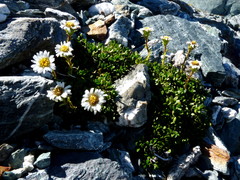 Celmisia bellidioides