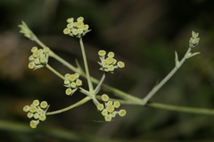 Bupleurum plantagineum