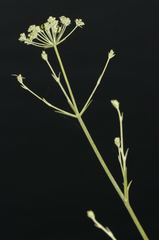 Bupleurum plantagineum