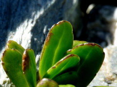 Celmisia bellidioides