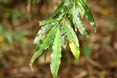 Macadamia ternifolia