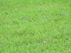 Stizoptera bichenovii