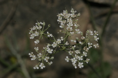 Pimpinella lithophila
