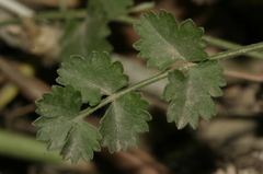 Pimpinella lithophila