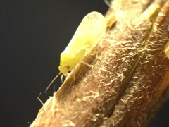 Cacopsylla mali