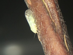 Cacopsylla mali